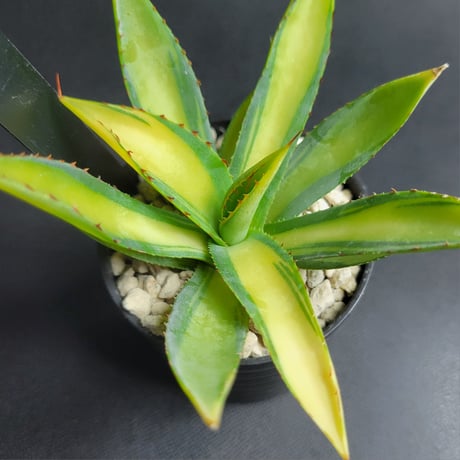 AGAVE BURNT BURGUNDY MEDIOPICTA