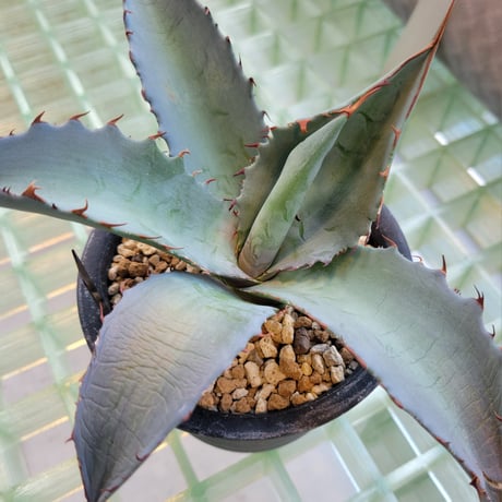 AGAVE TITANOTA × BLUE GLOW