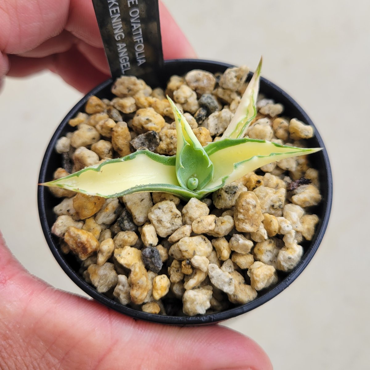 AGAVE OVATIFOLIA AWAKENING ANGEL | カトーエンゲー東京