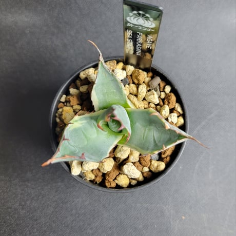 AGAVE PARRASANA SEA STAR