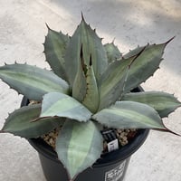 AGAVE PARRYI TRUNCATA JACKPOT | カトーエンゲー東京