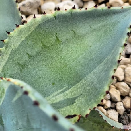 AGAVE DRAGON TOES VARIEGATA