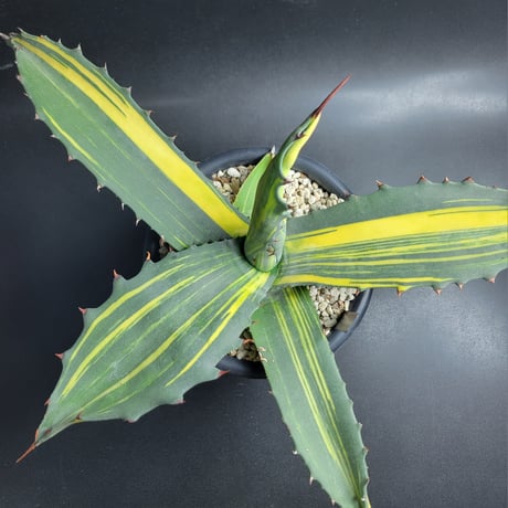 AGAVE SALMIANA FEROX VARIEGATA