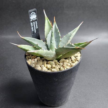 AGAVE MONTANA BIG SKY