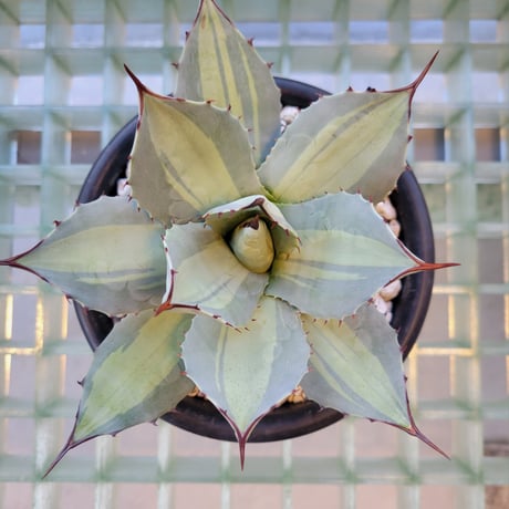 AGAVE PARRYI HUACHUCENSIS EXCELSIOR
