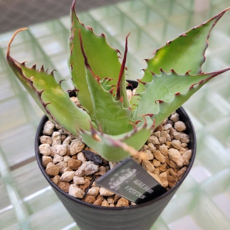 AGAVE SHAWPOT SHAWII × POTATORUM