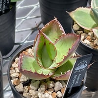 AGAVE BOVICORNUTA
