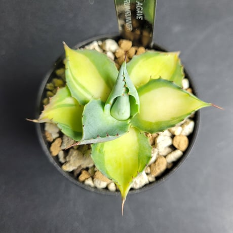AGAVE RUMRUNNER