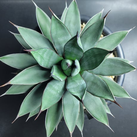 AGAVE ROYAL SPINE | カトーエンゲー東京