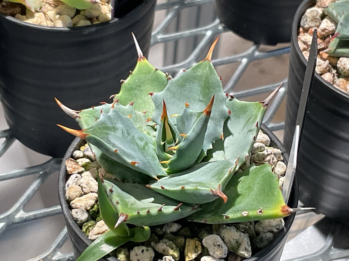 AGAVE ISTHMENSIS 甲蟹交種 | カトーエンゲー東京