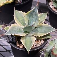 フラワー・ガーデニング Agave schidigera ' Flush' 17 Agave schidigera 'Royal Flush' 17