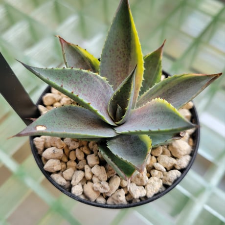 MANGAVE PURPLICIOUS VARIEGATA