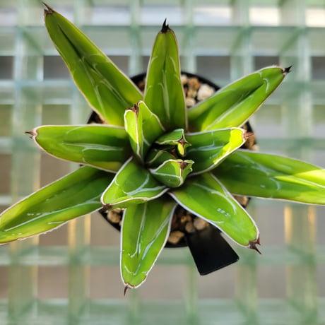AGAVE VICTORIAE-REGINAE 笹の雪 フランスアイボリー