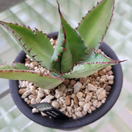 AGAVE MAD COW(COLORATA×BOVICORNUTA)