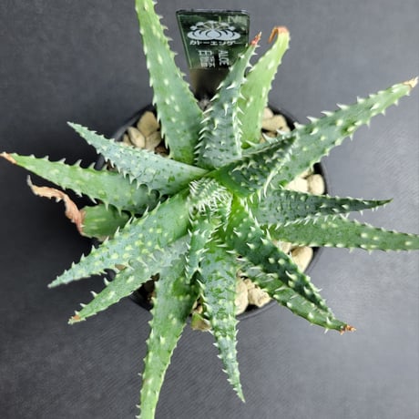 ALOE 白磁盃