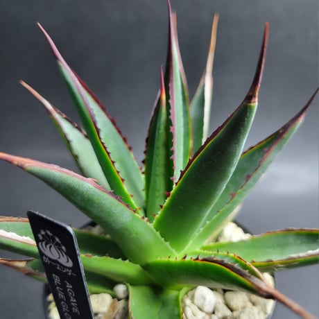 AGAVE BLUE GLOW