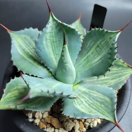 AGAVE POTATORUM 三宅雷神