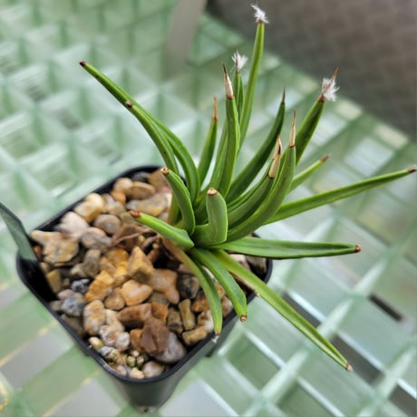 AGAVE ALBOPILOSA