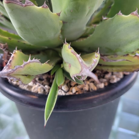 AGAVE CUBIC MARGINATA