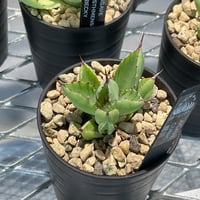 AGAVE CUBIC 曙斑