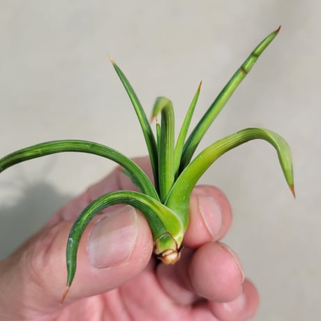 AGAVE 吹上錦