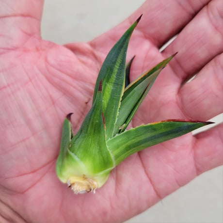AGAVE BLUE GLOW  VARIEGATA　縞斑