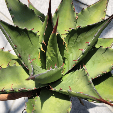AGAVE MARGARITAE