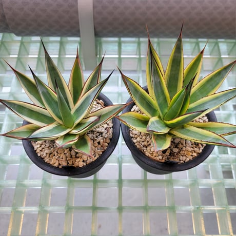 AGAVE SNOW+SUN GLOW 2鉢セット