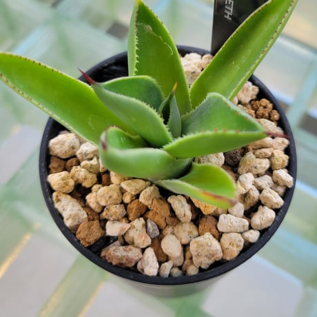 AGAVE BABY TEETH