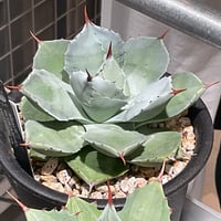 AGAVE BLUE ANGEL MEDIOPICTA
