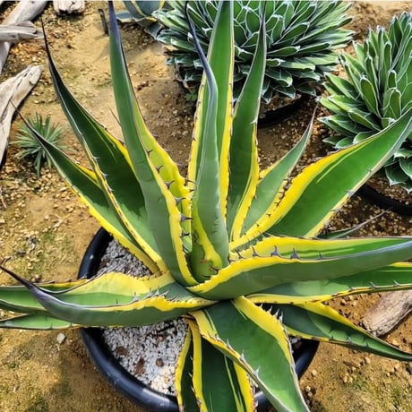 AGAVE SCABRA VARIEGATA