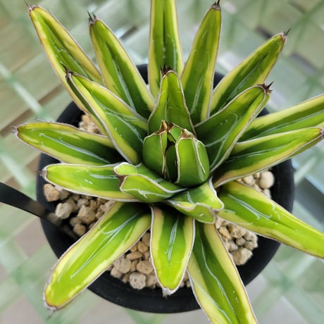 AGAVE VICTORIAE-REGINAE 笹の雪 フランスアイボリー