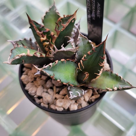 AGAVE TITANOTA RED CATWEEZLE 2頭
