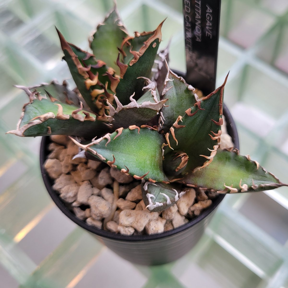 AGAVE TITANOTA RED CATWEEZLE 2頭 | カトーエンゲー東京