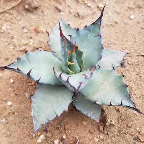 AGAVE TIMARG (TITANOTA×MARGINATA)