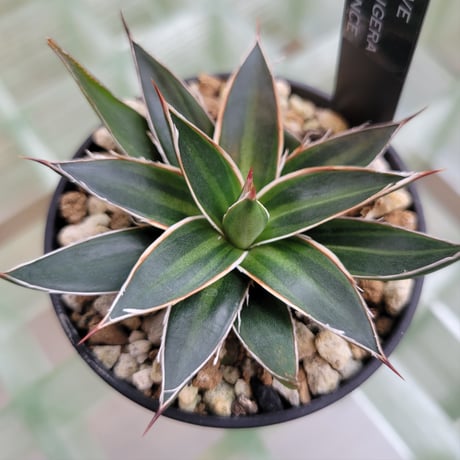 AGAVE SCHIDIGERA SUN DANCE