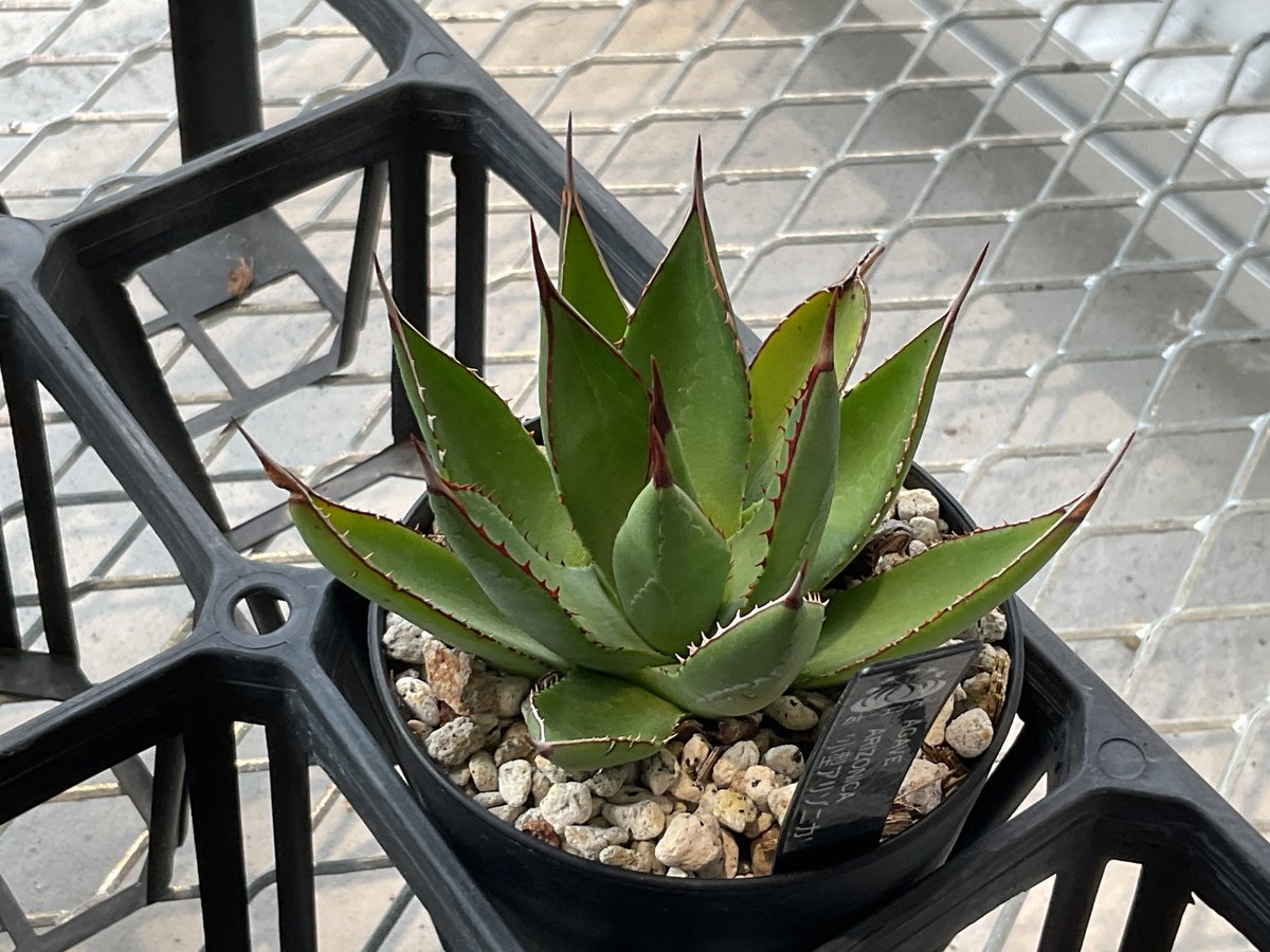 fit=scale-down,w=1200