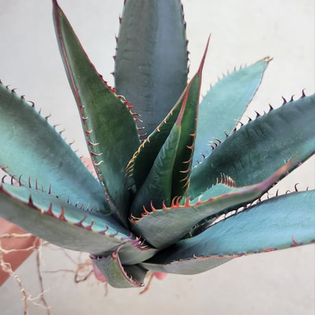 AGAVE SHAWII L