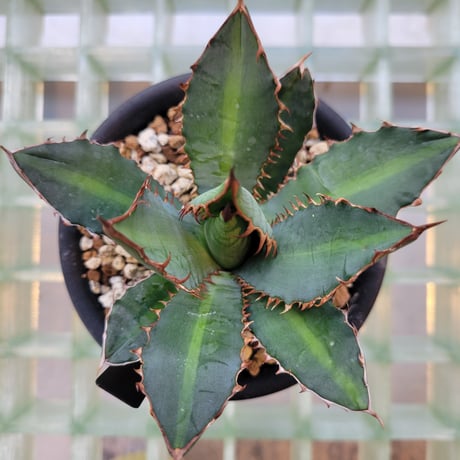 AGAVE 万代巌竜 LOPHANTHA×TITANOTA