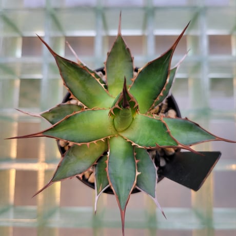 AGAVE HORRIDA