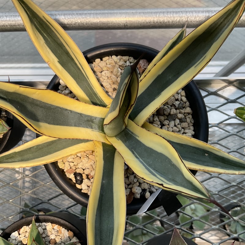 AGAVE NICKELIMA GREAT WHITE SHARK | カトーエンゲー東京