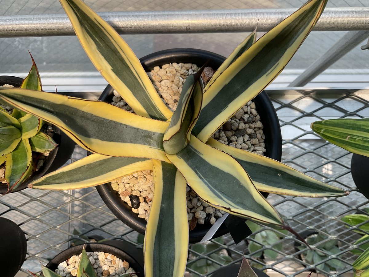 AGAVE NICKELIMA GREAT WHITE SHARK | カトーエンゲー東京