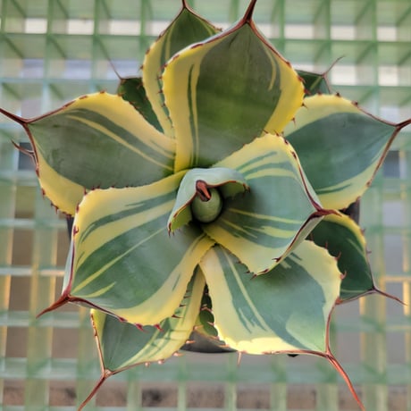 AGAVE PARRYI TRUNCATA ORIZABA