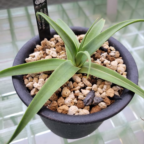 AGAVE BRACTEOSA VARIEGATA