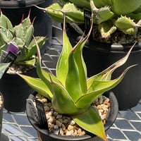 アガベ Agave ovatifolia 'Kraken' 92 Awaken the Kraken - Juniper Level Botanic Garden
