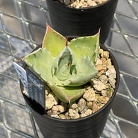 AGAVE ISTHMENSIS INLAND FORM
