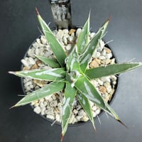 AGAVE TOUMEYANA