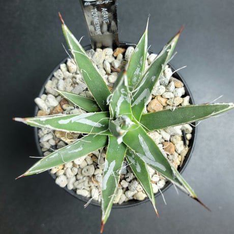 AGAVE TOUMEYANA