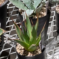 AGAVE GREEN GLOW