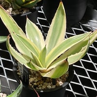 AGAVE DESMETTIANA 雪月花